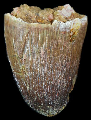 Cretaceous Fossil Crocodile Tooth - Morocco #50271
